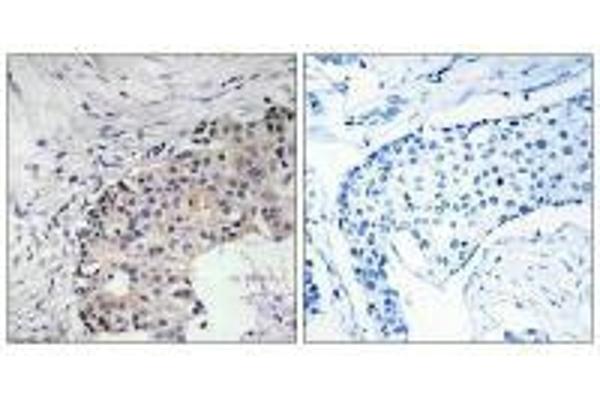 SCARF2 antibody