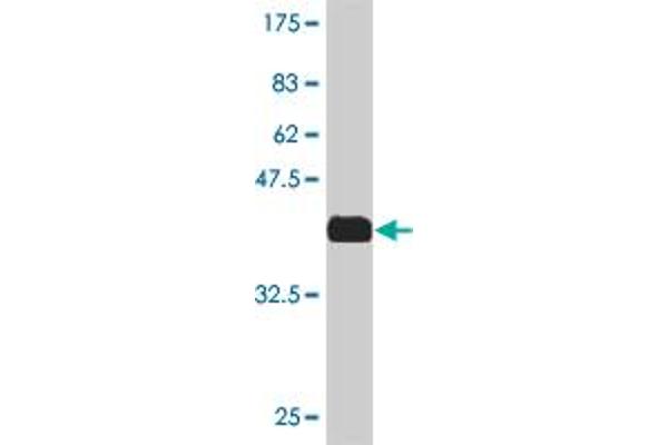 MAF antibody  (AA 304-403)
