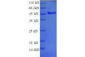 SDS-PAGE (SDS) image for Fibroblast Growth Factor 19 (FGF19) (AA 32-216), (partial) protein (GST tag) (ABIN5712472)