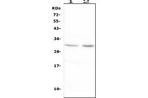 Western blot analysis of EPO using anti-EPO antibody (ABIN6719435).
