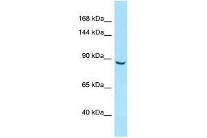 WB Suggested Anti-ITIH5 Antibody Titration: 1. (ITIH5 antibody  (N-Term))