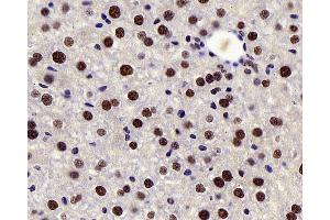 Immunohistochemistry analysis of paraffin-embedded mouse liver using c-Fos Polyclonal Antibody at dilution of 1:200. (c-FOS antibody)
