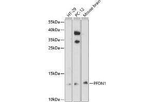 Western blot analysis of extracts of various cell lines, using PFDN1 antibody (ABIN6129588, ABIN6145476, ABIN6145477 and ABIN6224751) at 1:3000 dilution.
