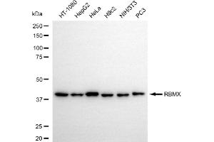Western blotting analysis using RBMX antibody (ABIN7800256).