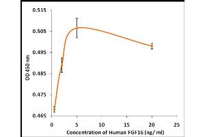 FGF16 Protein