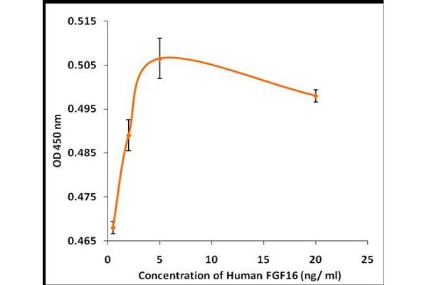 FGF16 Protein