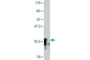 Western Blot detection against Immunogen (32. (MESP1 antibody  (AA 1-63))