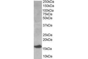 Western Blotting (WB) image for anti-Ubiquitin-Conjugating Enzyme E2I (UBE2I) (N-Term) antibody (ABIN2465320) (UBE2I antibody  (N-Term))
