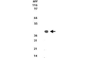 Western blot analysis of 10 ug of total cell lysate from Jurkat cells with Dap3 polyclonal antibody  at 1 ug/mL . (DAP3 antibody  (AA 44-57))
