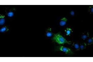 Anti-TCP11L2 mouse monoclonal antibody (ABIN2453720) immunofluorescent staining of COS7 cells transiently transfected by pCMV6-ENTRY TCP11L2 (RC207129). (TCP11L2 antibody)
