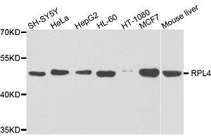 Western blot analysis of extracts of various cells, using RPL4 antibody. (RPL4 antibody)