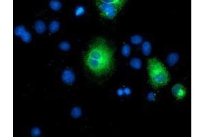 Anti-TMEM80 mouse monoclonal antibody (ABIN2453727) immunofluorescent staining of COS7 cells transiently transfected by pCMV6-ENTRY TMEM80 (RC202288). (TMEM80 antibody)