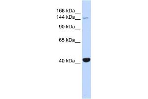 WB Suggested Anti-JAK3 Antibody Titration: 0. (JAK3 antibody  (Middle Region))
