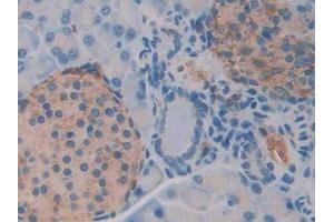 DAB staining on IHC-P; Samples: Mouse Pancreas Tissue (NAGA antibody  (AA 218-415))