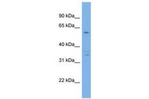 UBQLN4 antibody  (AA 287-336)