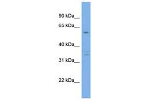 UBQLN4 antibody  (AA 287-336)