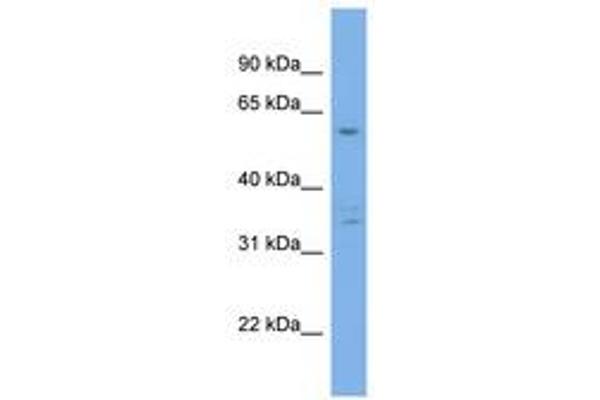 UBQLN4 antibody  (AA 287-336)