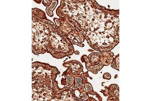 Immunohistochemical analysis of paraffin-embedded Human placenta tissue using A performed on the Leica® BOND RXm.