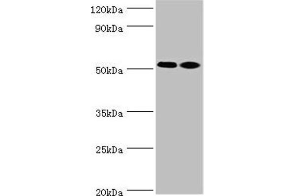 Annexin VII antibody  (AA 259-488)