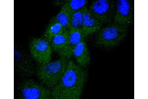 A431 cells were stained with Cyclin D3 (4A8) Monoclonal Antibody  at [1:200] incubated overnight at 4C, followed by secondary antibody incubation, DAPI staining of the nuclei and detection. (Cyclin D3 antibody)