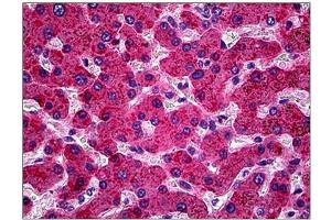 Human Liver: Formalin-Fixed, Paraffin-Embedded (FFPE) (APOH antibody)