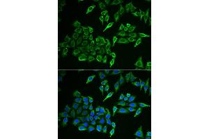Immunofluorescence analysis of HeLa cell using COX4I1 antibody. (COX IV antibody)