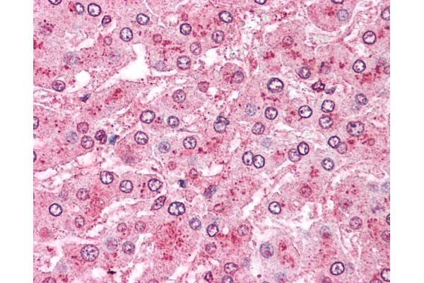 ERAP1 antibody  (Internal Region)