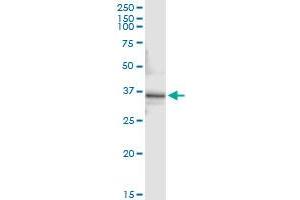 Immunoprecipitation of PEX10 transfected lysate using anti-PEX10 MaxPab rabbit polyclonal antibody and Protein A Magnetic Bead , and immunoblotted with PEX10 monoclonal antibody (M01), clone 1B8 . (PEX10 antibody  (AA 1-346))