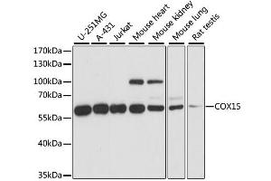 Western blot analysis of extracts of various cell lines, using COX15 antibody (ABIN6294035) at 1:1000 dilution.