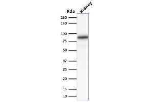 Western Blot Analysis of Human Kidney lysate using Calnexin Mouse Monoclonal Antibody (CANX/1541). (Calnexin antibody  (N-Term))