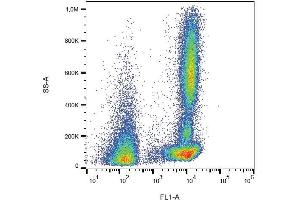 Surface staining of human peripheral blood cells with anti-CD46 (MEM-258) FITC. (CD46 antibody  (FITC))