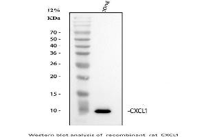 anti-Chemokine (C-X-C Motif) Ligand 1 (Melanoma Growth Stimulating Activity, Alpha) (CXCL1) (AA 25-96) antibody