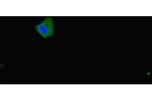 Immunofluorescent analysis of Hela cells using ABIN7160153 at dilution of 1:100 and Alexa Fluor 488-congugated AffiniPure Goat Anti-Rabbit IgG(H+L) (SLC16A1 antibody  (AA 159-201))