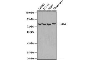 Western blot analysis of extracts of various cell lines using IKBKE Polyclonal Antibody. (IKKi/IKKe antibody)