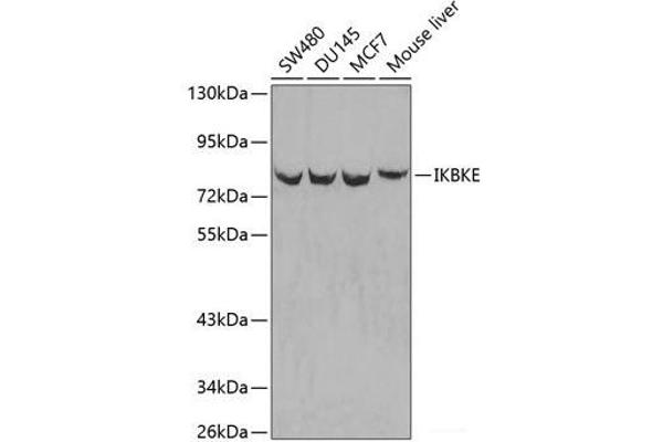 IKKi/IKKe anticorps
