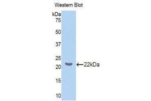 Western Blotting (WB) image for anti-Z-DNA Binding Protein 1 (ZBP1) (AA 10-167) antibody (ABIN1860971) (ZBP1 antibody  (AA 10-167))