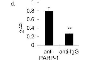 Chromatin Immunoprecipitation (ChIP) image for anti-Poly (ADP-Ribose) Polymerase 1 (PARP1) antibody (ABIN2854798)