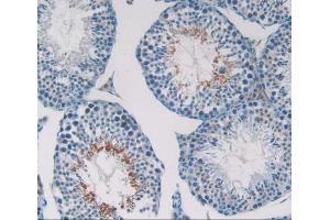 IHC-P analysis of Mouse Testis Tissue, with DAB staining. (CXCL12 antibody  (AA 22-89))