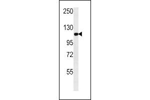 GPRC1C Antibody  (ABIN652205 and ABIN2840753) western blot analysis in NCI- cell line lysates (35 μg/lane). (Metabotropic Glutamate Receptor 3 antibody  (C-Term))