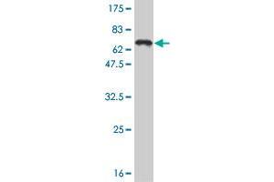 Western Blot detection against Immunogen (65. (TCF4 antibody  (AA 1-365))