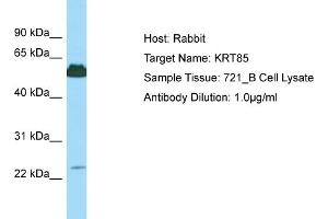 Host: Rabbit Target Name: KRT85 Sample Type: 721_B Whole Cell lysates Antibody Dilution: 1. (Keratin 85 antibody  (C-Term))