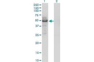 Western Blot analysis of PLTP expression in transfected 293T cell line by PLTP monoclonal antibody (M01), clone 2F3-G4. (PLTP antibody  (AA 19-441))