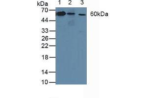 Figure. (ATP1B3 antibody  (AA 61-273))