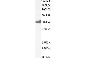 Western Blotting (WB) image for anti-Forkhead Box L2 (FOXL2) (C-Term) antibody (ABIN185040)