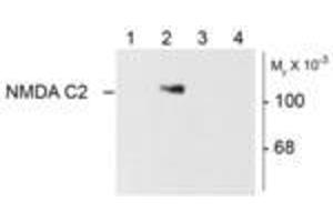 Image no. 1 for anti-Glutamate Receptor, Ionotropic, N-Methyl D-Aspartate 1 (GRIN1) (Variant C2) antibody (ABIN305688) (GRIN1/NMDAR1 antibody  (Variant C2))
