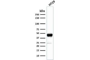 Western Blot Analysis of human HT29 cell lysate using Cytokeratin 20 (KRT20) Mouse Monoclonal Antibody (SPM140). (KRT20 antibody  (AA 196-323))