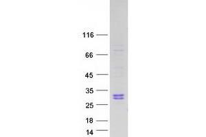 Validation with Western Blot (RNASE10 Protein (Myc-DYKDDDDK Tag))