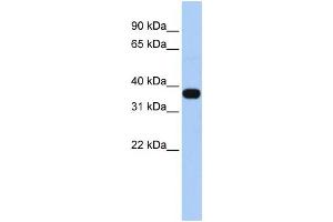 MUL1 antibody  (Middle Region)