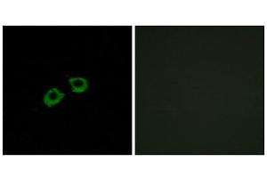 Immunofluorescence (IF) image for anti-ADP-Ribosylation Factor Guanine Nucleotide-Exchange Factor 2 (Brefeldin A-Inhibited) (ARFGEF2) (C-Term) antibody (ABIN1850946) (ARFGEF2 antibody  (C-Term))