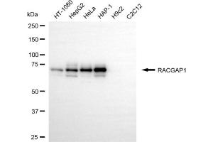 Western blotting analysis using RACGAP1 antibody (ABIN7800110).